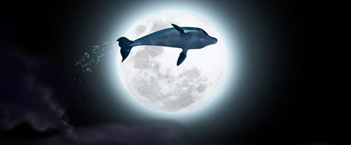 Dany le dauphin image 3