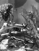 La Cigale et la fourmi