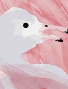 Au dodo ! Les Flamants roses